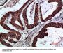 GREM2 Antibody