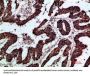 GREM2 Antibody