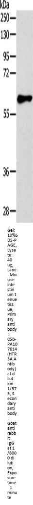 HTR3A Antibody