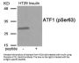 Phospho-ATF1 (Ser63) Antibody