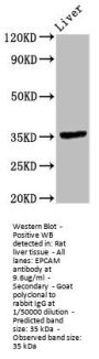EPCAM Antibody
