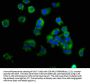 EPCAM Antibody