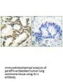 PARK7 Antibody