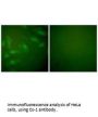PARK7 Antibody