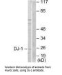 PARK7 Antibody