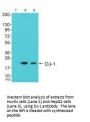 PARK7 Antibody