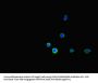 FCGR2B Antibody