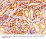 HSPE1 Antibody