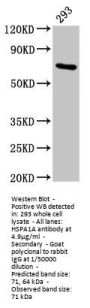 HSPA1A Antibody