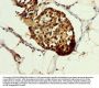 HSPA1A Antibody