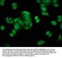 HSPA1A Antibody