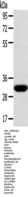 CCS Antibody