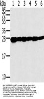 SNAP23 Antibody