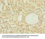 DNAJB4 Antibody