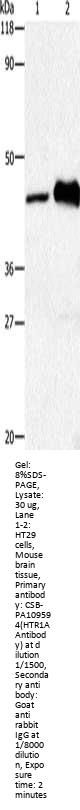 HTR1A Antibody