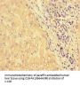 HSPA13 Antibody