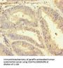 HSPA12B Antibody