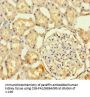 HSPA12B Antibody
