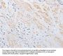 OLFM1 Antibody