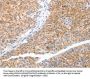 TRAF3IP3 Antibody