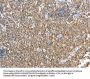 TRAF3IP3 Antibody