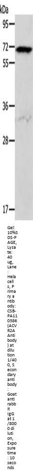ACVR2A Antibody