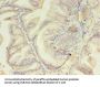 AZGP1 Antibody