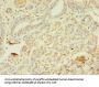 AZGP1 Antibody