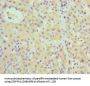 CFB Antibody