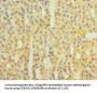 CFB Antibody