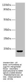 AVP Antibody
