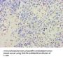 AVP Antibody