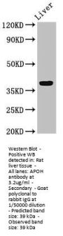 APOH Antibody