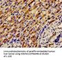 APOH Antibody