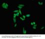 APOH Antibody