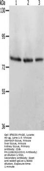 ACOX1 Antibody