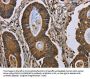 NEFH Antibody