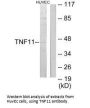 TNFSF11 Antibody