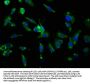 AQP4 Antibody