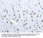 ACE2 Antibody