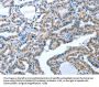 ACE2 Antibody