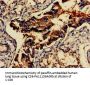 GAD2 Antibody