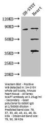 MAPT Antibody