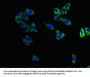 MAPT Antibody