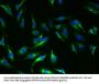 TSHR Antibody