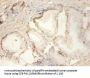 PLA2G2A Antibody