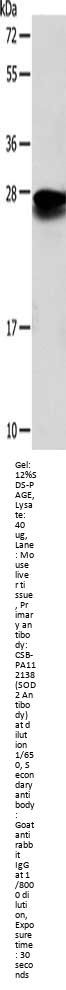 SOD2 Antibody