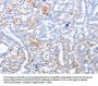 TRAF3IP3 Antibody