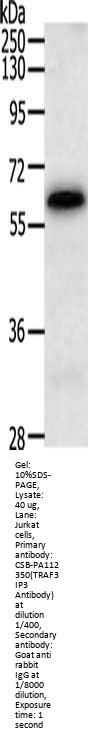 TRAF3IP3 Antibody