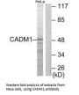 CADM1 Antibody